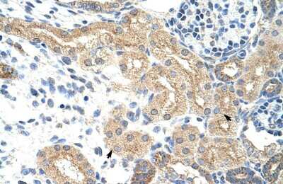 Immunohistochemistry-Paraffin: NXF5 Antibody [NBP1-57260]