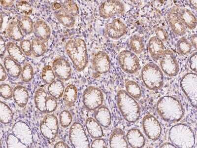 Immunohistochemistry-Paraffin: NXNL2 Antibody [NBP3-06016]