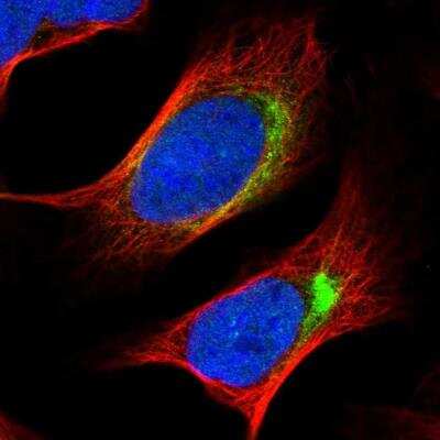Immunocytochemistry/ Immunofluorescence: NYAP2 Antibody [NBP1-94175]