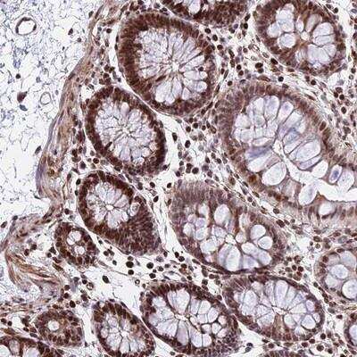 Immunohistochemistry-Paraffin: NYAP2 Antibody [NBP1-94175]