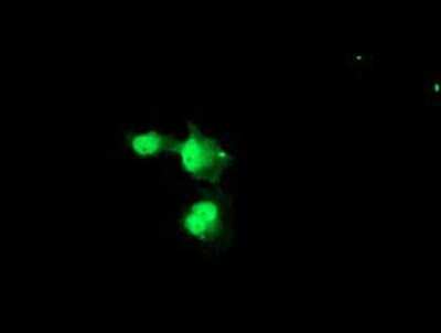 Immunocytochemistry/ Immunofluorescence: NUB1/NYREN18 Antibody (OTI4H2) [NBP2-03897]