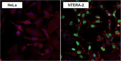 Immunocytochemistry/ Immunofluorescence: Nanog Antibody (23D2-3C6) [NBP2-22632]