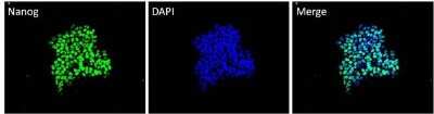 Immunocytochemistry/ Immunofluorescence: Nanog Antibody (23D2-3C6) [NBP2-22632]