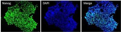 Immunocytochemistry/ Immunofluorescence: Nanog Antibody (23D2-3C6) [NBP2-22632]