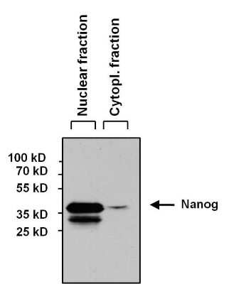 Western Blot: Nanog Antibody (23D2-3C6) [NBP2-22632]