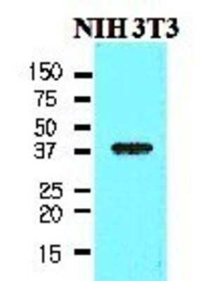 Western Blot: Nanog Antibody (5A10)BSA Free [NBP1-04320]