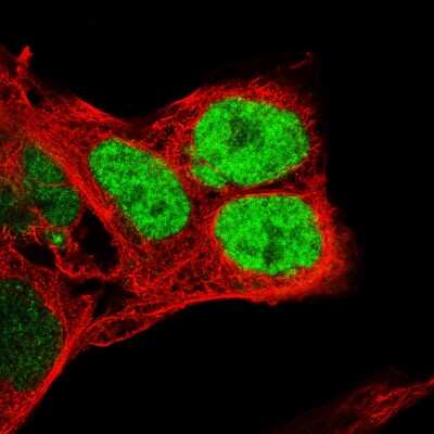 Immunocytochemistry/ Immunofluorescence: Nanog Antibody (CL5810) [NBP2-61429]