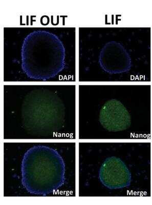 Immunocytochemistry/ Immunofluorescence: Nanog Antibody [NB100-58842]