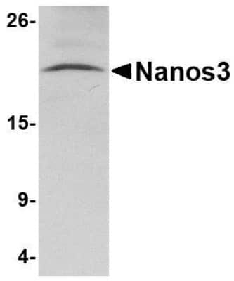 Western Blot: Nanos3 AntibodyBSA Free [NBP1-76919]