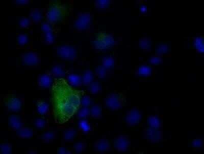 Flow Cytometry: Natriuretic Peptide Receptor C Antibody (OTI4C3) - Azide and BSA Free [NBP2-72881]