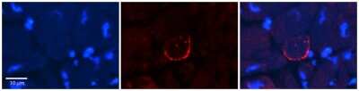 Immunohistochemistry-Paraffin: Nav1.6 Antibody [NBP2-84177]