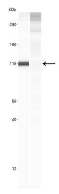 Simple Western: Nbs1 Antibody (7E4A2) [NBP2-26297]
