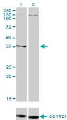 Western Blot: Necdin Antibody (1B3) [H00004692-M02]