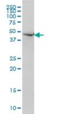 Western Blot: Necdin Antibody (1B3) [H00004692-M02]