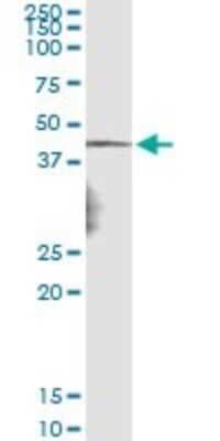 Immunoprecipitation: Necdin Antibody (3B9) [H00004692-M05]