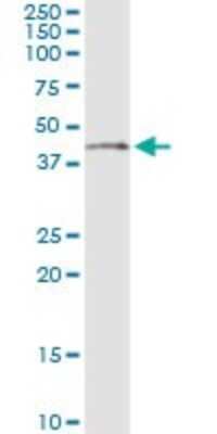 Immunoprecipitation: Necdin Antibody (3C1) [H00004692-M06]