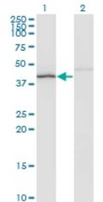 Western Blot: Necdin Antibody (3C1) [H00004692-M06]