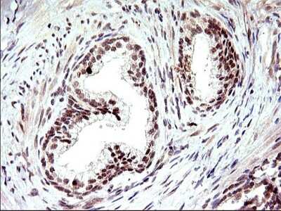 Immunohistochemistry: Necdin Antibody (OTI5D1) [NBP2-46117]