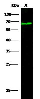 Western Blot: Nectin-2/CD112 Antibody (110) [NBP2-90530]