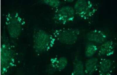 Immunocytochemistry/ Immunofluorescence: Nephrin Antibody (Y17-R) [NBP1-30130]