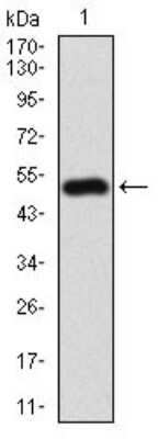 Western Blot: Neprilysin/CD10 Antibody (7D4B1)BSA Free [NBP2-37303]