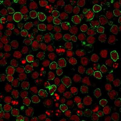 Immunocytochemistry/ Immunofluorescence: Neprilysin/CD10 Antibody (CB-CALLA) [NBP2-44869]