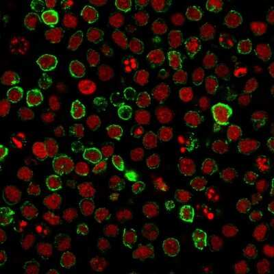 Immunofluorescence: Neprilysin/CD10 Antibody (FR4D11) [NBP2-44868]