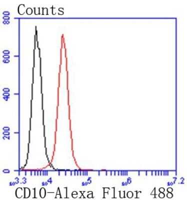 Flow Cytometry: Neprilysin/CD10 Antibody (SN75-07) [NBP2-67717]