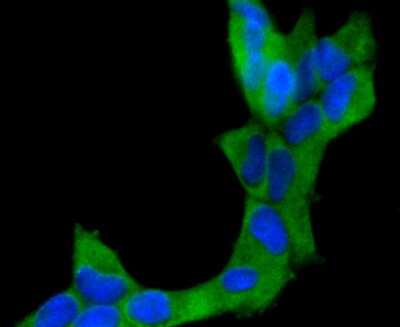 Immunocytochemistry/ Immunofluorescence: Neprilysin/CD10 Antibody (SN75-07) [NBP2-67717]