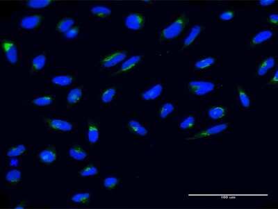 Immunocytochemistry/ Immunofluorescence: Nesfatin-1/Nucleobindin-2 Antibody (6H4) [H00004925-M03]