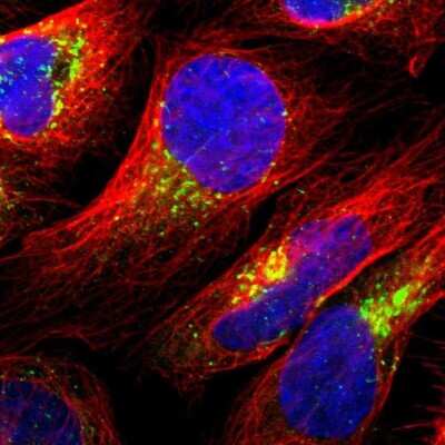 Immunocytochemistry/ Immunofluorescence: Nesfatin-1/Nucleobindin-2 Antibody [NBP1-87383]
