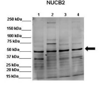 Western Blot: Nesfatin-1/Nucleobindin-2 Antibody [NBP1-57952]