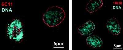Immunocytochemistry/ Immunofluorescence: Nesprin 2 Antibody (10H8) - BSA Free [NBP2-59945]