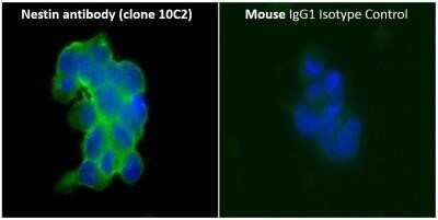 Immunocytochemistry/ Immunofluorescence: Nestin Antibody (10C2) - Azide and BSA Free [NBP2-80869]