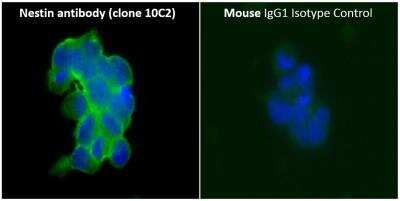 Immunocytochemistry/ Immunofluorescence: Nestin Antibody (10C2) - BSA Free [NB300-266]