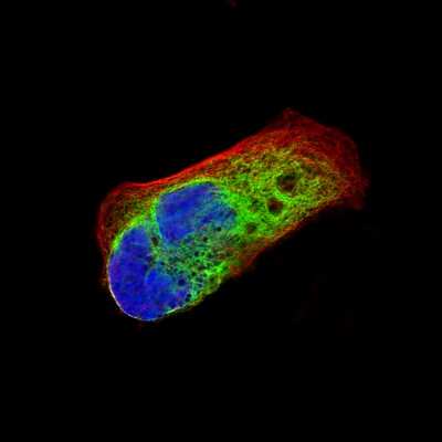 Immunocytochemistry/ Immunofluorescence: Nestin Antibody (CL0197) [NBP2-59775]