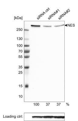 Western Blot: Nestin Antibody (CL0197) [NBP2-59775]