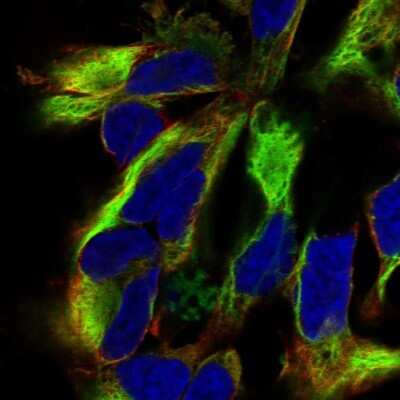 Immunocytochemistry/ Immunofluorescence: Nestin Antibody [NBP2-48575]