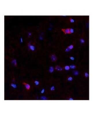Immunohistochemistry-Paraffin: Netrin-4 Antibody [NBP1-91343]