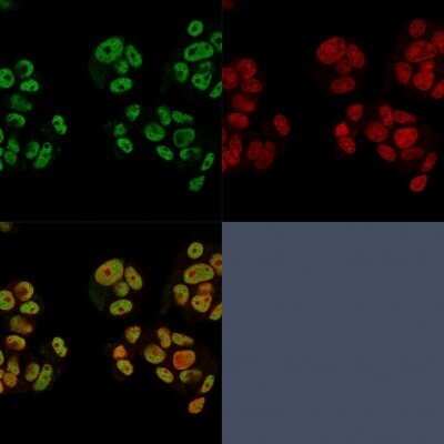 Immunocytochemistry/ Immunofluorescence: Neuregulin-1/NRG1 Antibody (NRG1/2752) - Azide and BSA Free [NBP2-79847]