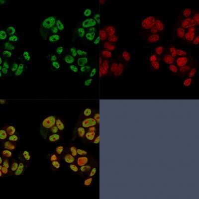Immunocytochemistry/ Immunofluorescence: Neuregulin-1/NRG1 Antibody (NRG1/2752) [NBP2-79713]
