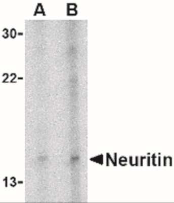 Western Blot: Neuritin AntibodyBSA Free [NBP1-77282]