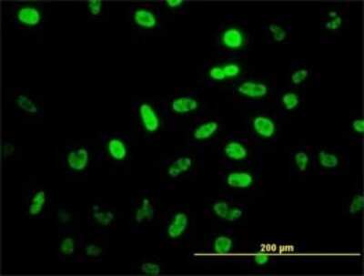Immunocytochemistry/ Immunofluorescence: NeuroD1 Antibody (3H8) [H00004760-M01]