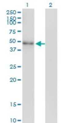 Western Blot: NeuroD2 Antibody (3E7) [H00004761-M01]