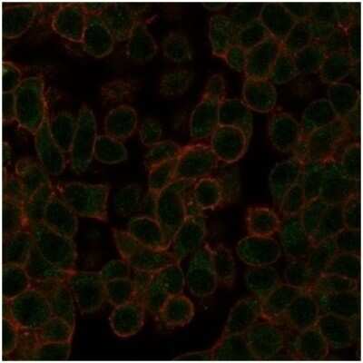 Immunocytochemistry/ Immunofluorescence: NeuroD2 Antibody (PCRP-NEUROD2-1G1) [NBP3-13981]