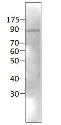 Western Blot: Neurochondrin Antibody [NBP1-50646]