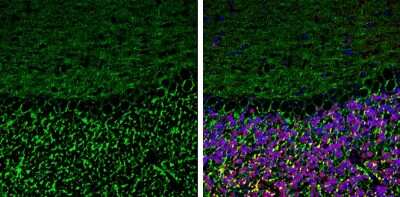 Immunohistochemistry-Frozen: Neurofascin Antibody [NBP3-13182]