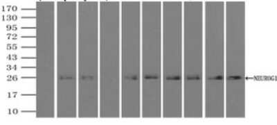 Immunoprecipitation: Neurogenin-1 Antibody (OTI3F9) - Azide and BSA Free [NBP2-72948]