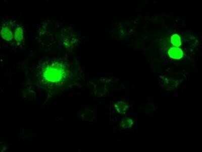 Immunocytochemistry/ Immunofluorescence: Neurogenin-1 Antibody (OTI3F9) [NBP1-47871]