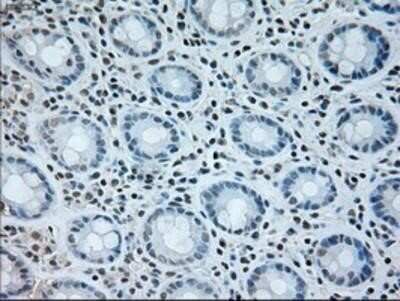 Immunohistochemistry-Paraffin: Neurogenin-1 Antibody (OTI3F9) [NBP1-47871]